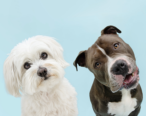 Asilo diurno per cani